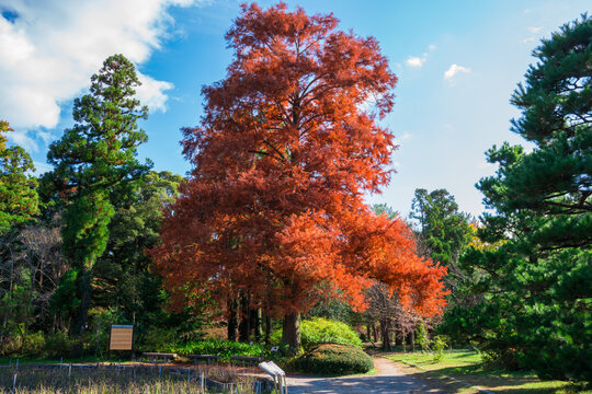 落羽松 Photos Royalty Free Images Graphics Vectors Videos Adobe Stock