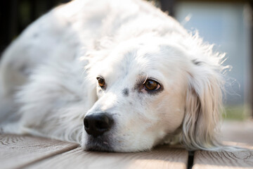 English setter stares thoughtfully.