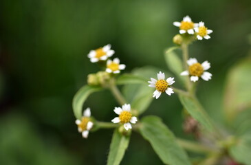 Winzige Blüten eines Kleinblütigen Knopfkrauts