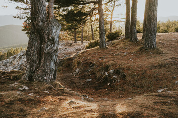 tree in the forest