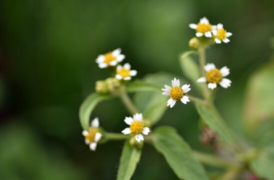 Winzige Bl&uuml;ten eines Kleinbl&uuml;tigen Knopfkrauts
