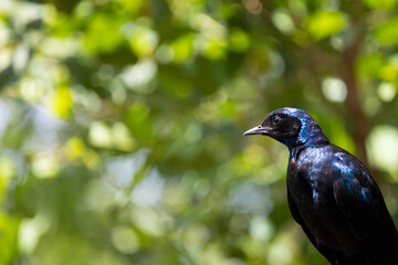 burchell's starling