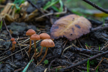 Nature autumn sunny day outdoor