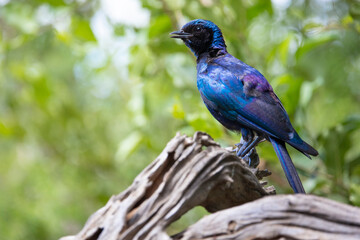 Naklejka premium Burchell's starling