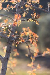 spring leaves in the sun