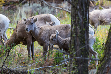 Fototapeta premium Mountain goat