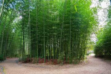 京都　大覚寺の竹林　