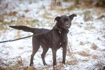 Black dog on a leash while walking in the winter park