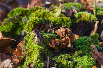 Nature autumn sunny day outdoor