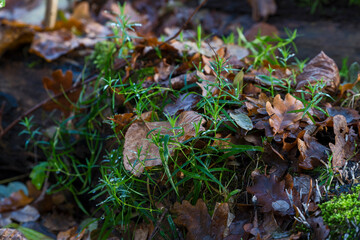 Nature autumn sunny day outdoor