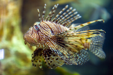 Fototapeta na wymiar Zebra fish, or striped lionfish (Pterois volitans)