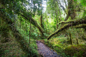 Fototapeta premium Rain forest