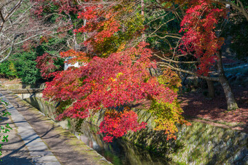 Fototapeta na wymiar 京都　哲学の道の紅葉