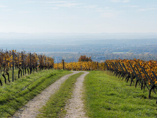 Istein im Baden-Württemberg. Herbstlandschaft. Reben auf den Hügeln mit Blick auf die Rheinebene...