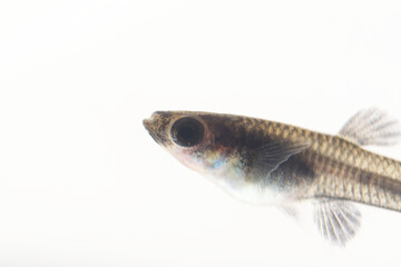 白背景のブラックメタルレースのグッピーの稚魚