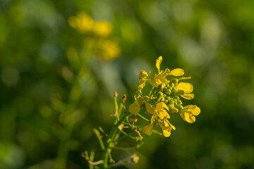 Nature autumn sunny day outdoor