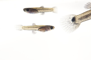 白背景のブラックメタルレースのグッピーの稚魚