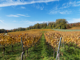 Fototapeta na wymiar Istein zwischen Reben und Rhein. Landschaft mit Weinbergen im Herbst am Fuße von Kalksteinfelsen und Isteiner Klotz