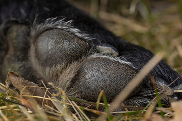 Black German shepherd and Labrador mix