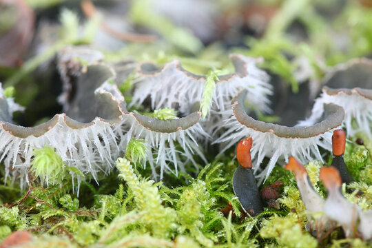 Peltigera canina, commonly known as dog lichen