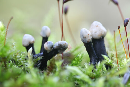 Holwaya mucida, known as the Tilia fungus
