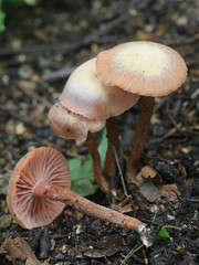 Laccaria laccata, known as the deceiver or waxy laccaria, wild mushroom from Finland