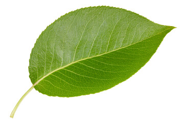 Fototapeta na wymiar Pear leaf isolated on a white background