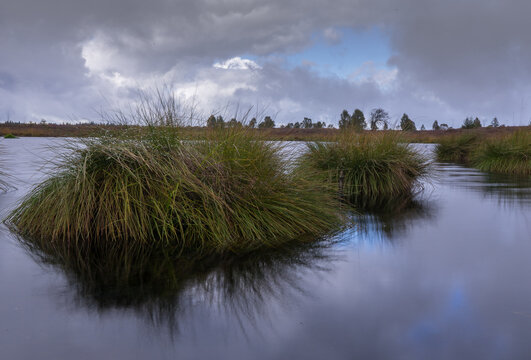 Swamp in beglium called Hautes Fagnes
