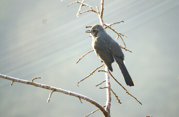 きーきーとやかましくなくヒヨドリ