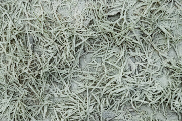 Leaves and grass covered with hoarfrost. Abstract floral background, top view.