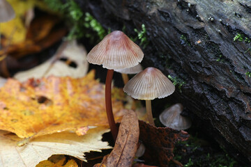 Fototapeta premium Mycena viscosa, or Mycena epipterygia var. viscosa, known as the yellowleg bonnet