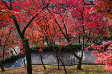 京都　清水寺の紅葉