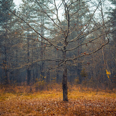 Autumn forest landscape. Old wild apple tree with fallen yellow leaves. Square photo.