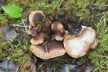 Ischnoderma benzoinum, known as Benzoin bracket fungus, wild polypore from Finland
