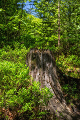 An old log from a sawn tree