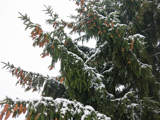 many cones hang on the spruce in winter