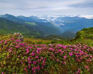 Pink rose rhododendron flowers on misty and cloudy morning summer mountain slope. Marmaros Pip Ivan Mountain, Carpathian, Ukraine.