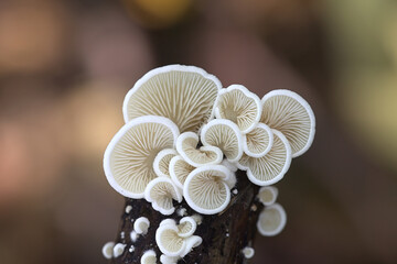 Crepidotus versutus, known as evasive agaric, wild mushroom from Finland