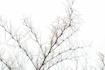 Tree branch covered with hoarfrost. Abstract floral background, top view.