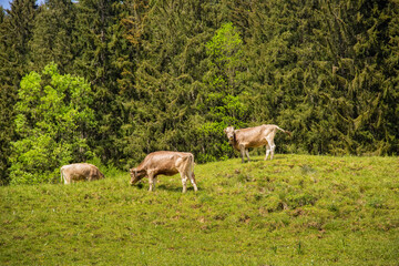 Naklejka na ściany i meble Brown cows graze in a meadow, forest in the background