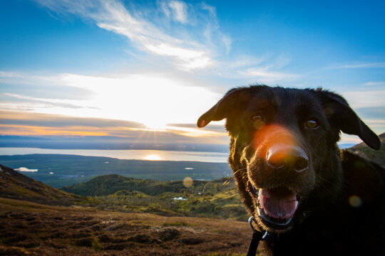 A black German shepherd Labrador dog mix sits atop a mountain overlooking a small town, an inlet, and a sunset.