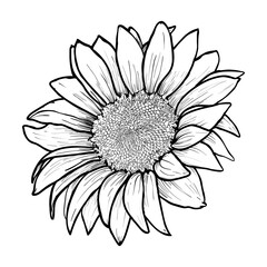 Sunflower hand drawn vector illustration
