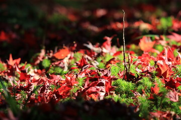 苔と散り紅葉に覆われた庭