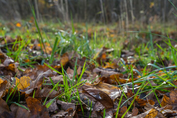 Natur autumn day outdoor