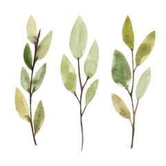 Set of hand drawn watercolor spring twigs with green leaves isolated on white background. Botanical illustration. Part of the tree.