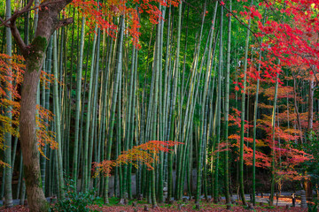 京都　圓光寺の竹林と紅葉
