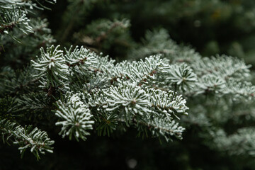 Fir tree branch covered with hoarfrost. Abstract floral background, side view.