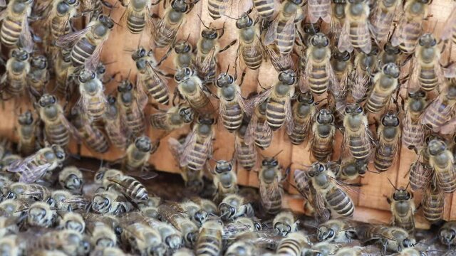 Japanese Honey bee (Apis cerana japonica) nesting in Japan