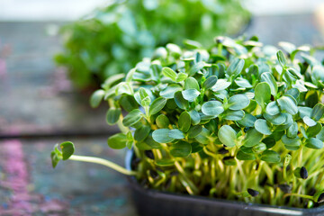 Close up of basil sunflower in the box, sprouting microgreens