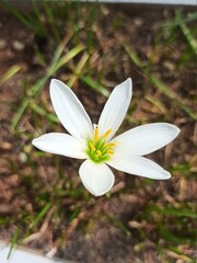 spring snowdrop flower